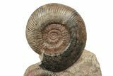 Tall, Jurassic Ammonite (Hammatoceras) Display - France #240203-2